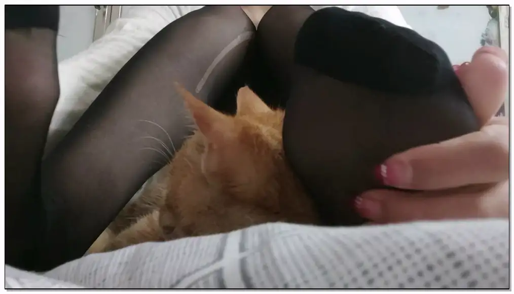 ASMR  菜菜cyl不好吃 逗猫jiojio插图
